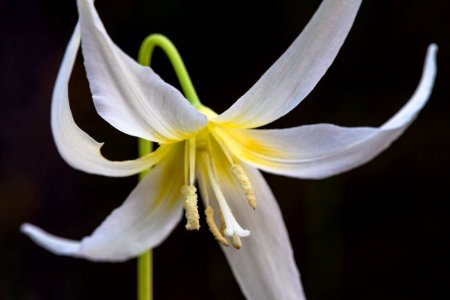 White Glacier Lily - Erythronium grandiflorum var candidum