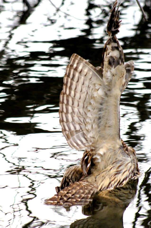Barred Owl with Fishing Line