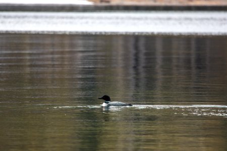 Common Loon photo