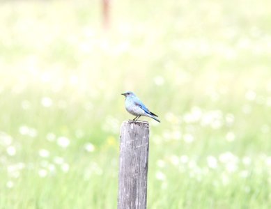 Mountain Bluebird, Glacier National Park, July 3, 2012