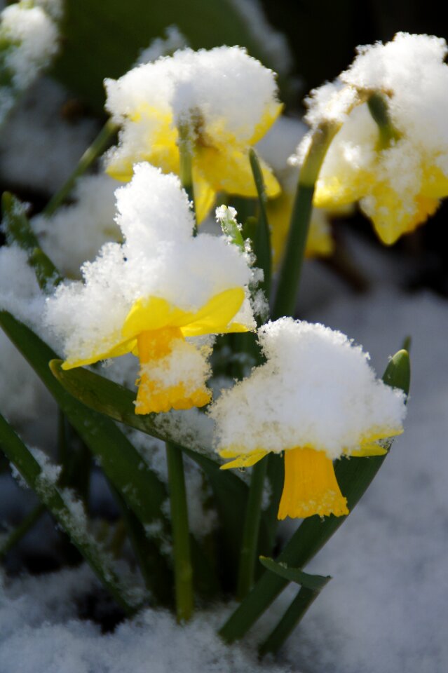 Snow winter blast april