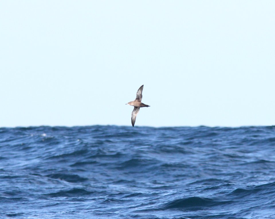 Sooty Shearwater, offshore of Newport, OR, 20 October 2012