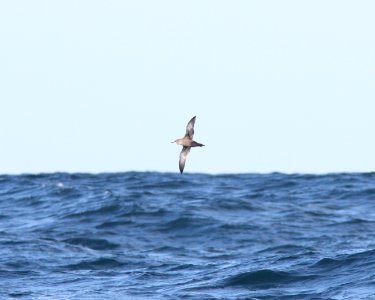 Sooty Shearwater, offshore of Newport, OR, 20 October 2012 photo