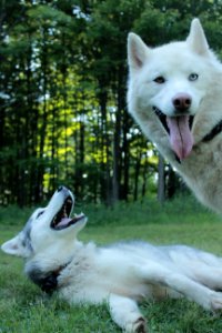 huskies