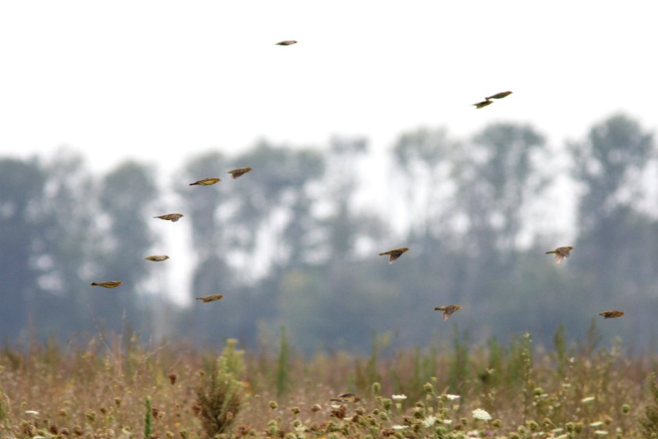 Bobolinks, Shiawassee NWR, August 26, 2012