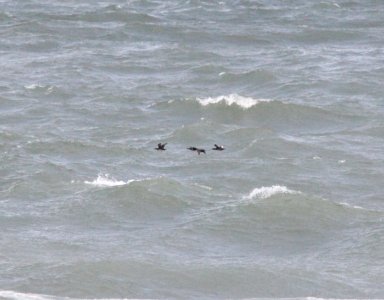 Scoter trifecta, Tiscornia Park, Berrien Co., MI, October 26, 2012