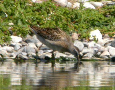 Short-billed Dowitcher (juvenile), Caledonia Sewage Ponds, August 22, 2012