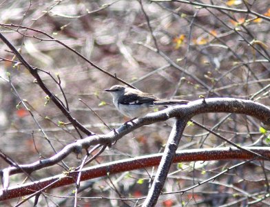 Northern Mockingbird, Lighthouse Park, Huron Co., MI, 4 May 2013