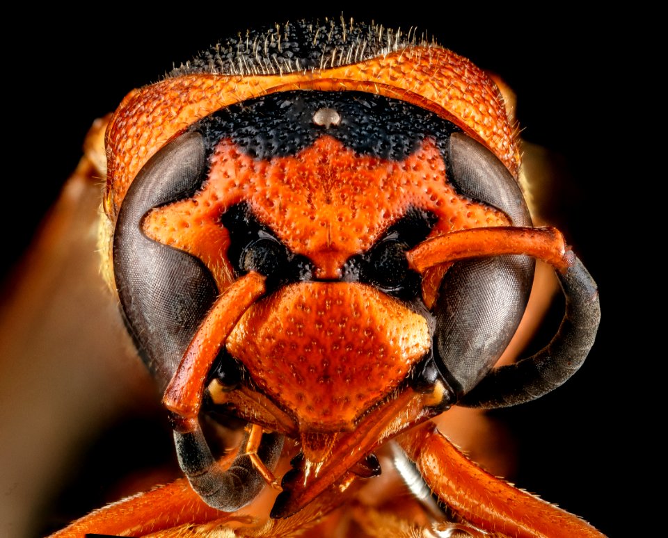 Unknown Wasp Species?