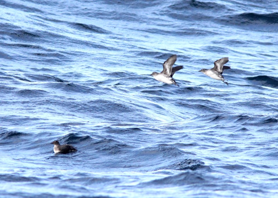 Cassin's Auklets, offshore of Newport, OR, 20 October 2012