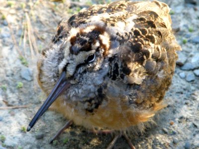 American Woodcock at Assabet River National Wildlife Refuge photo