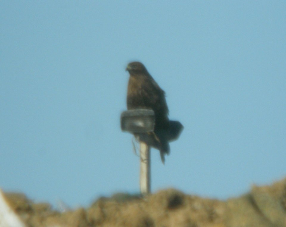 Dark intermediate (dark rufous) morph Red-tailed Hawk, Forest Lawn Landfill, Three Oaks, MI, 18 November 2012