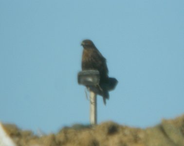 Dark intermediate (dark rufous) morph Red-tailed Hawk, Forest Lawn Landfill, Three Oaks, MI, 18 November 2012