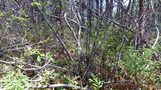 New England cottontail habitat photo