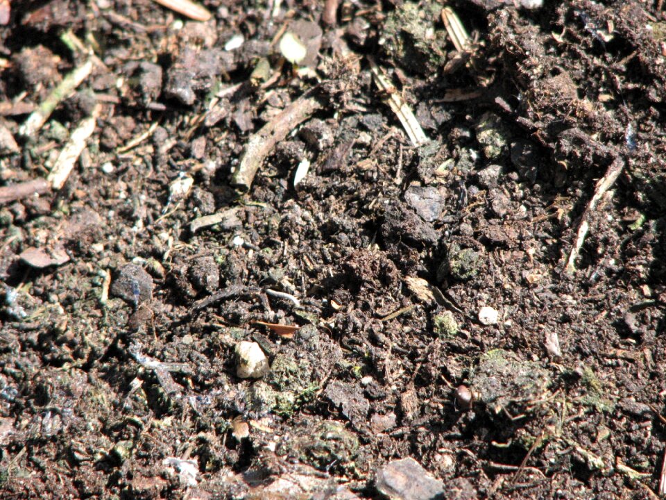 Ground brown dirt