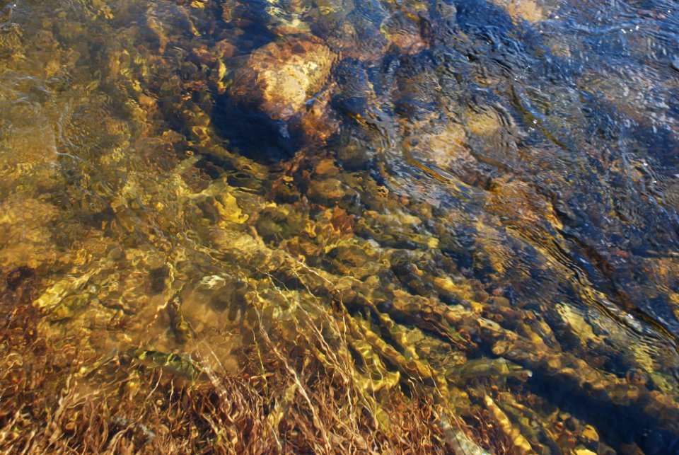 Atlantic Salmon Dispersal