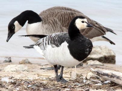 Barnacle Goose (of captive origin), New Buffalo, MI, 24 March 2013