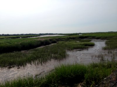 Marsh at Parker River photo