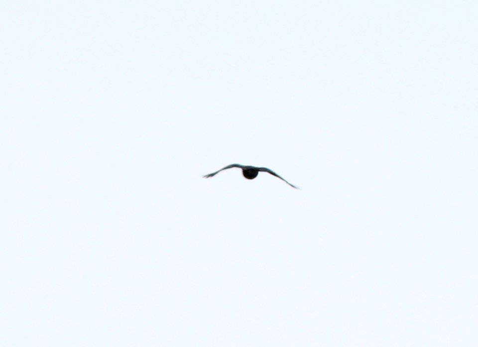 Common Raven, Marshall, MI, (Calhoun County) 22 April 2013