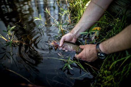 Westslope Cutthroat Trout photo