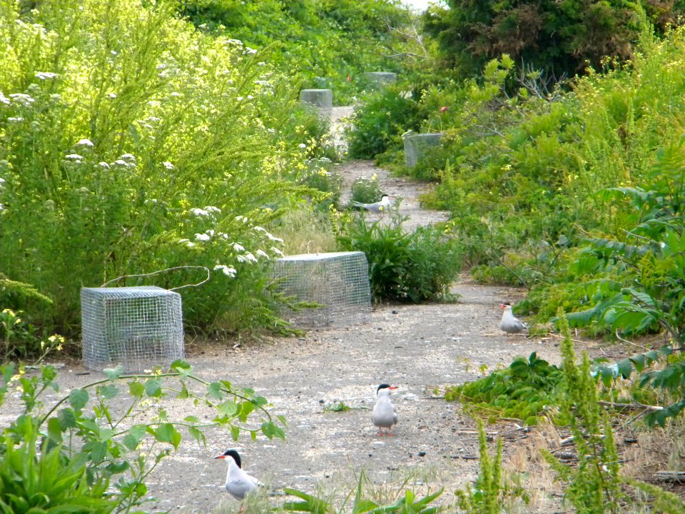 Great Gull Island, NY