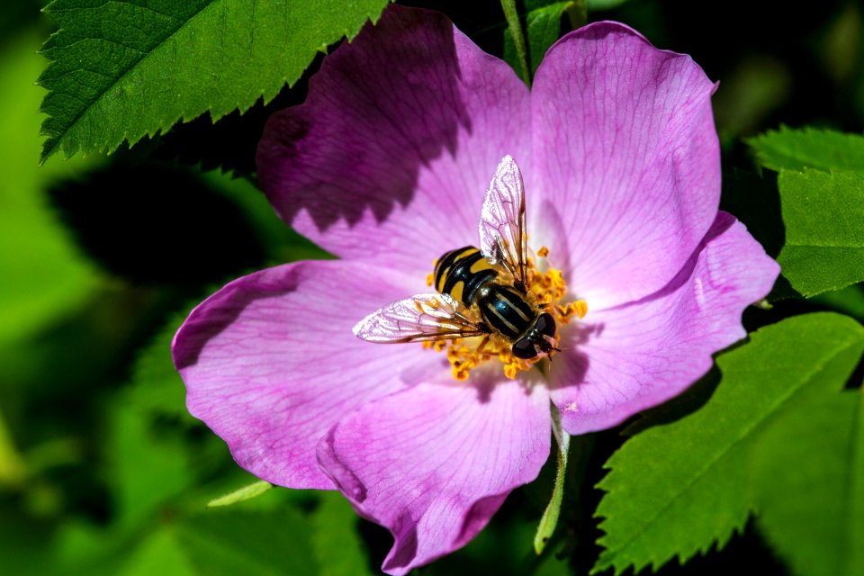 Wild Rose - Rosa sp