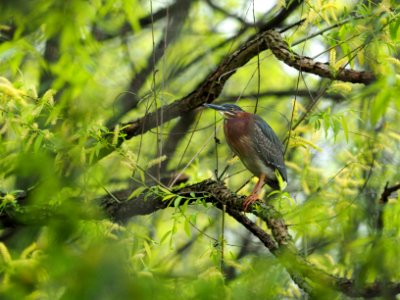 Green Heron