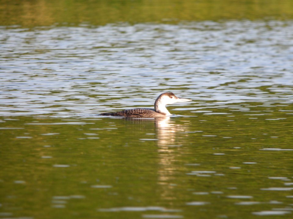 Common Loon, Caledonia Sewage ponds, June 15, 2012