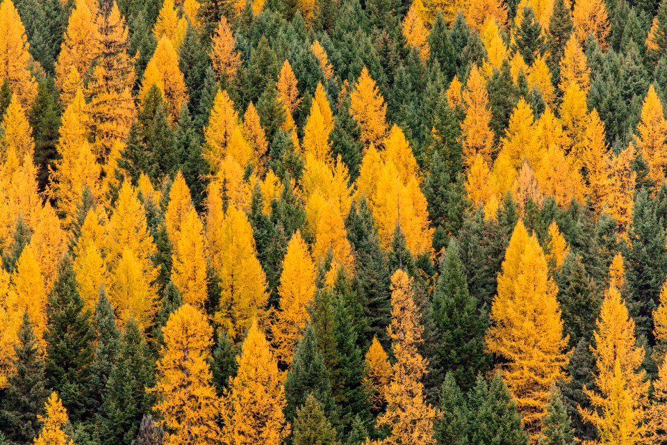 Larch Trees at Bowman