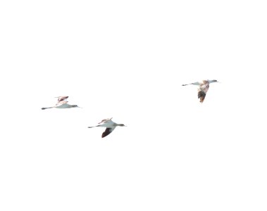 American Avocets, New Buffalo, MI, August 14, 2012