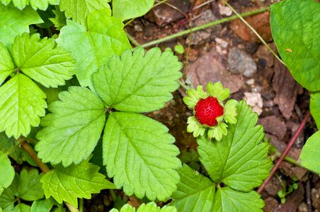 Pool leaf greenery photo