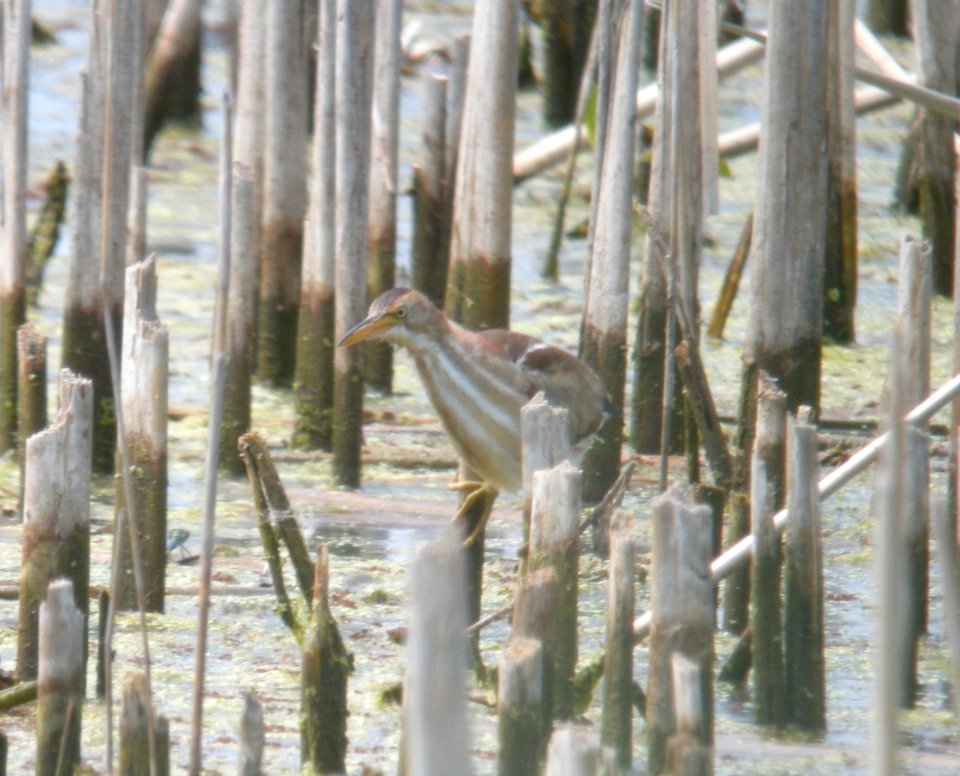 Least Bittern, Pte. Mouillee SGA, July 25, 2012
