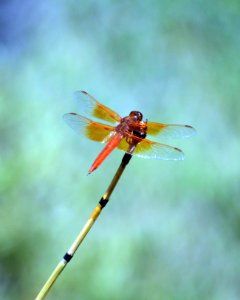 Flame Skimmer 01 photo