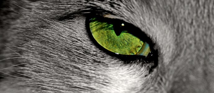 Eye pet animal portrait