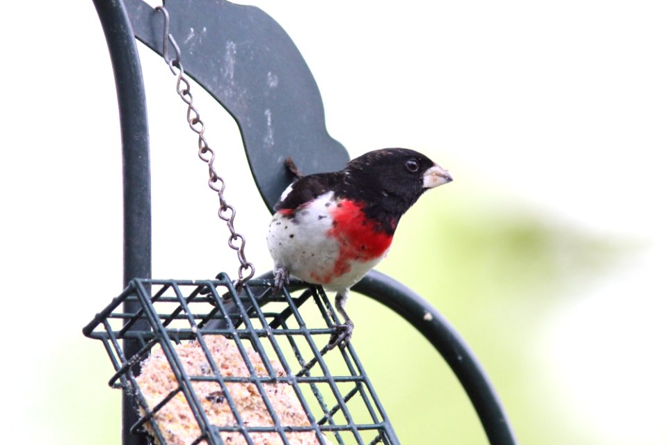 Rose-breasted Grosbeak, Sand Lake MI, May 3, 2012