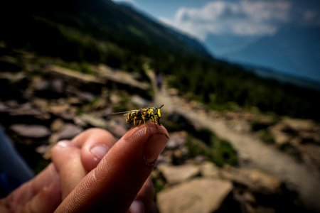 A fly rests on a hiker's finger