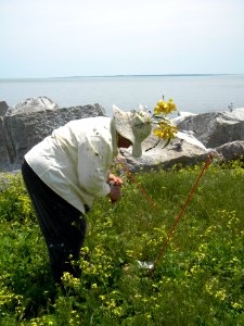 Great Gull Island, NY