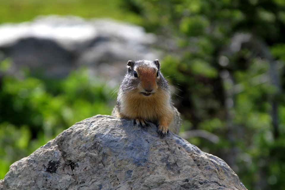 Ground Squirrel photo