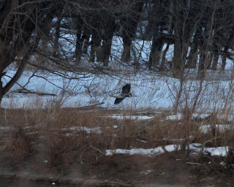 Great Blue Heron (1 of 4), Kaposia Landing, South St. Paul, MN, 13 March 2013