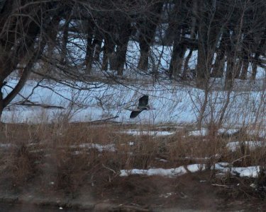 Great Blue Heron (1 of 4), Kaposia Landing, South St. Paul, MN, 13 March 2013