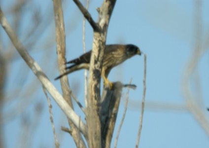 Merlin, Tiscornia Park, MI, 17 November 2012