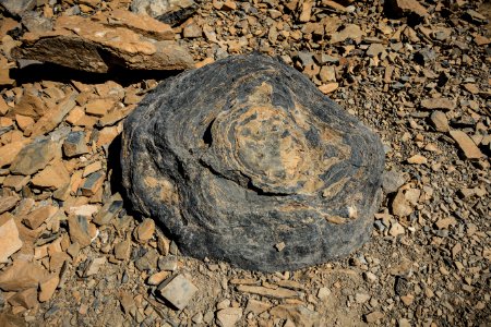 Stromatolite Fossil on Pitamakan Pass