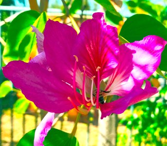 Orchid Tree and Honey Bee