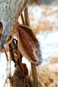 Photo of the Week - Spring's Promise in Mid Winter (VT) photo