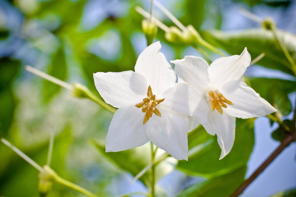 Plants greenness white flower