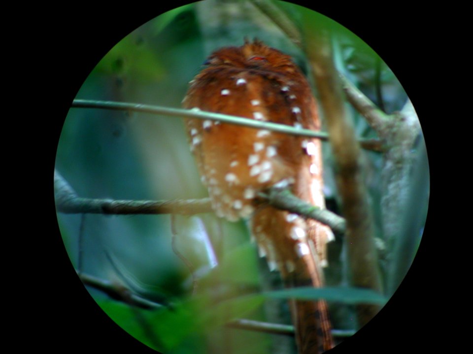 Rufous Potoo, Sani Lodge Garza Trail, Sucumbíos, Ecuador, July 13, 2004