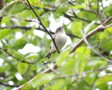 Warbling Vireo, Sand Lake MI, May 3, 2012