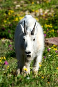 Goat- Yeah Parks Are Cool I Get That