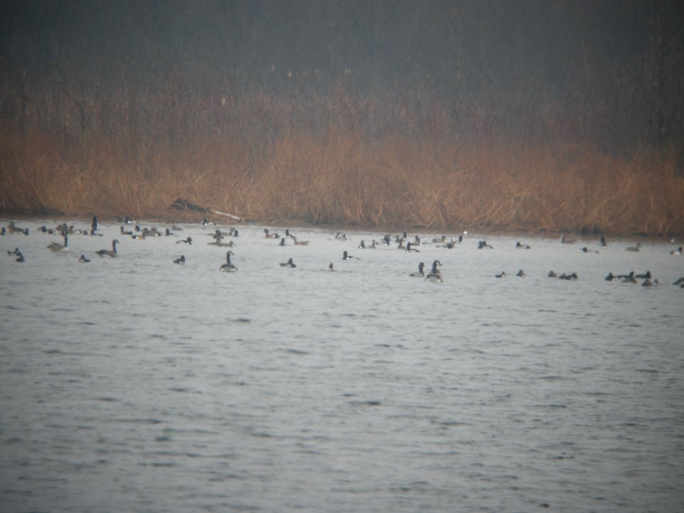Mega waterfowl flock, Whitefish Lake, MI, March 12, 2012