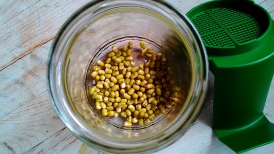 Germ glass germinate seedlings